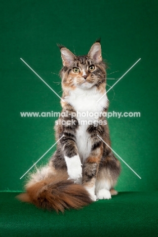 Maine Coon cat standing on green background