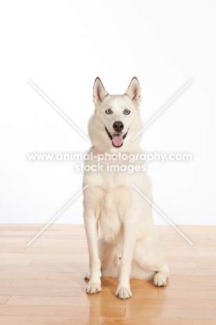 Siberian Husky cross bred dog on floor