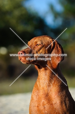 Hungarian Vizsla looking away