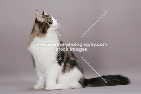 Maine Coon looking up, brown tabby & white colour