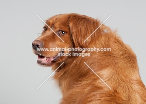 Golden Retriever mix in studio, looking over shoulder smiling.