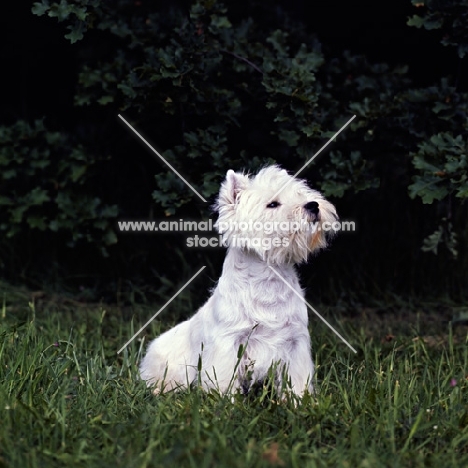 proud west highland white terrier