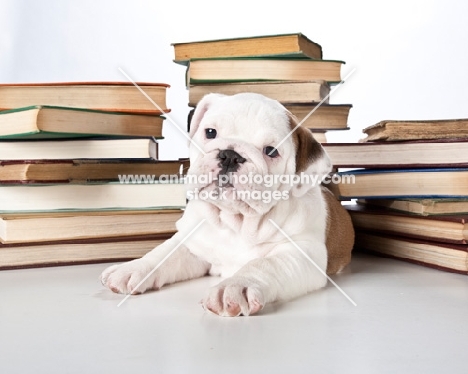 bulldog puppy with books