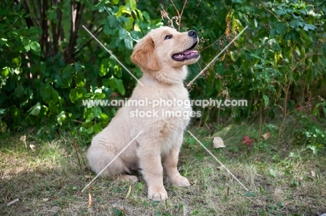 Sitting Golden Retriever Puppy in front of Greenery