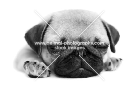 Pug puppy sleeping