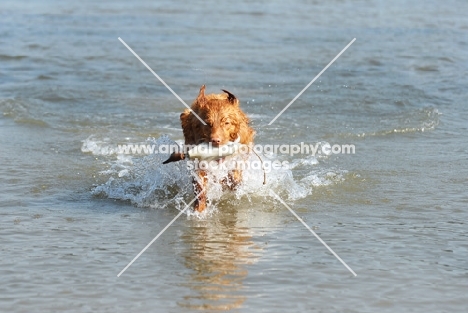 nova scotia duck tolling retriever with duck dummy 