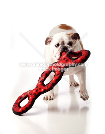 Bulldog walking with toy