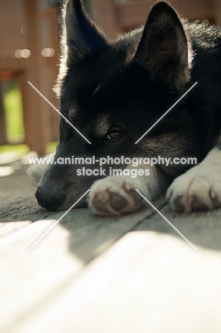 Husky Crossbreed lying on wooden floor