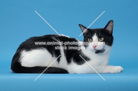 black and white cat lying down