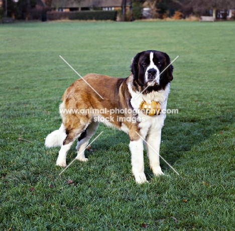 st bernard wearing a cask around neck