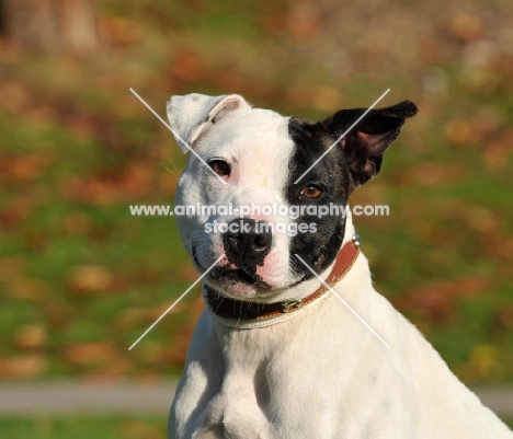 black and white Staffordshire Bull Terrier