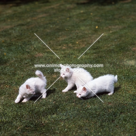 three blue eyed white long hair kittens playing