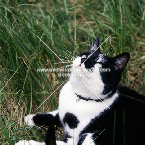 black and white cat  wearing a collar gazing upwards