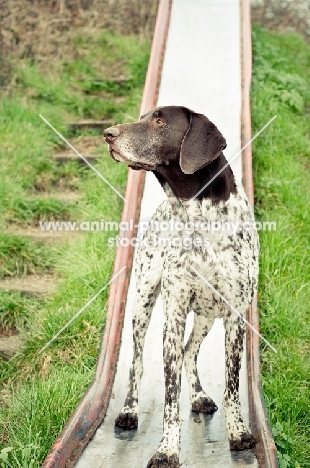 German Shorthaired Pointer on slide