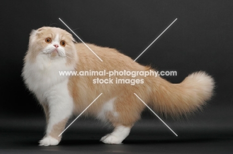 Scottish Fold Longhair, Cream Mackerel Tabby & White, standing