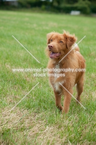 Nova Scotia Duck Tolling Retriever 