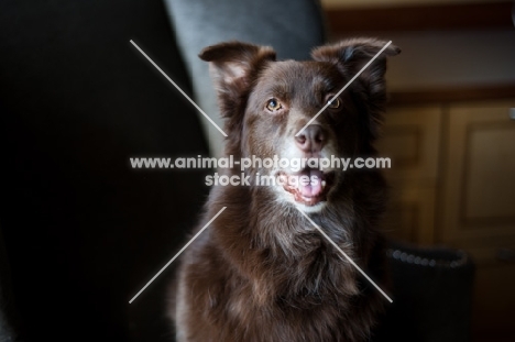 Red Australian Shepherd sitting on chair, indoors.