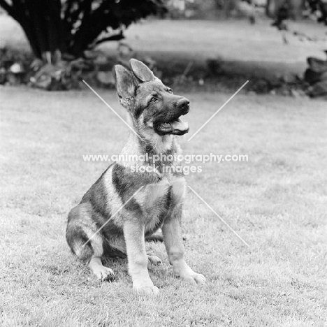 german shepherd puppy from madeleine pickup