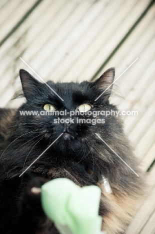 mongrel cat on decking