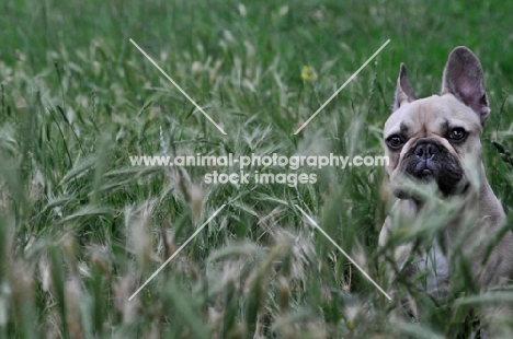 French Bulldog