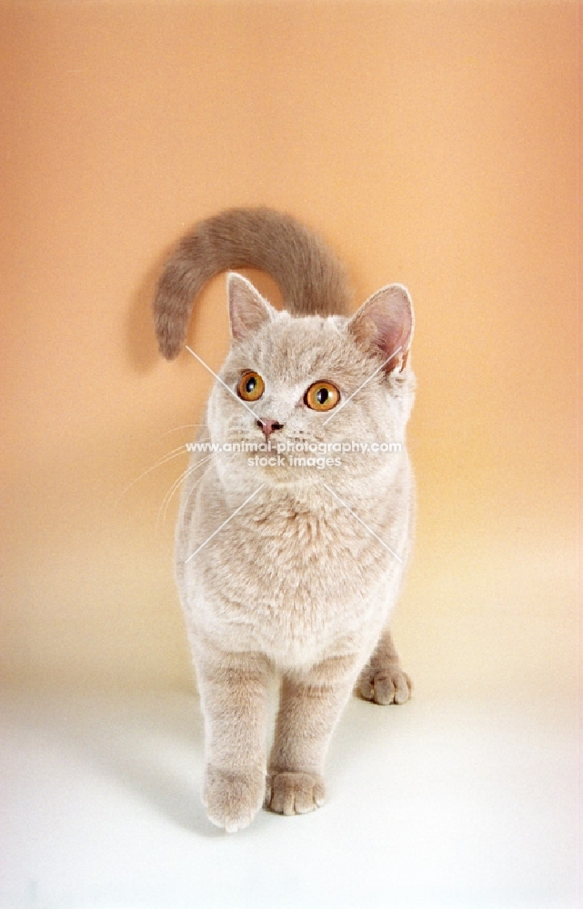 fawn British Shorthair kitten