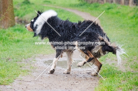 Australian Shepherd shaking dry