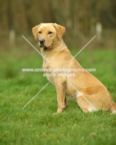 Labrador Retriever sitting on grass