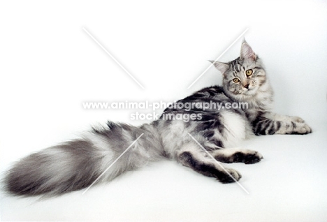 silver tabby Maine Coon resting