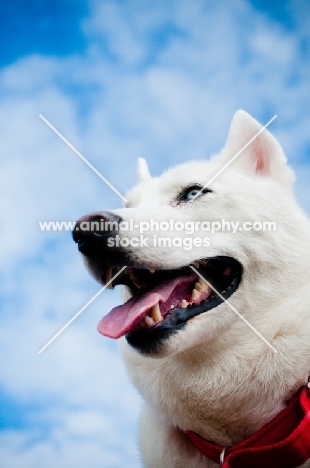 white Siberian Husky