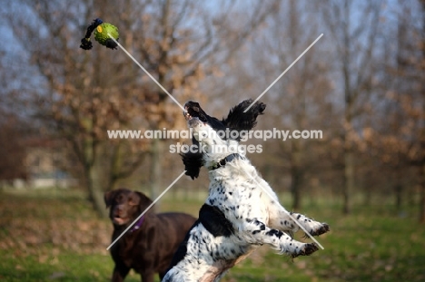 Black and white springer playing jumping to catch ball in the air