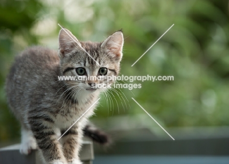 kitten looking towards camera