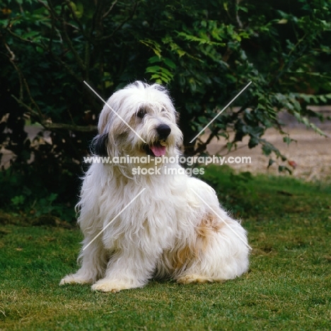 sitting polish lowland sheepdog, megsflocks, polski owczarek nizinny