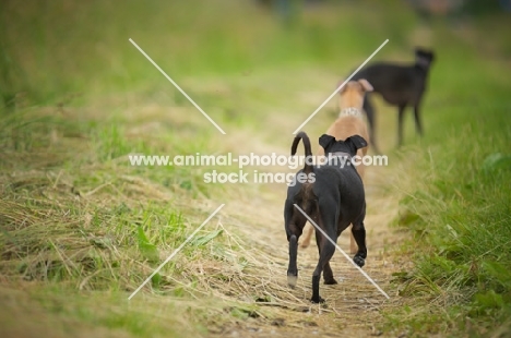 italian greyhounds walking in row in a field