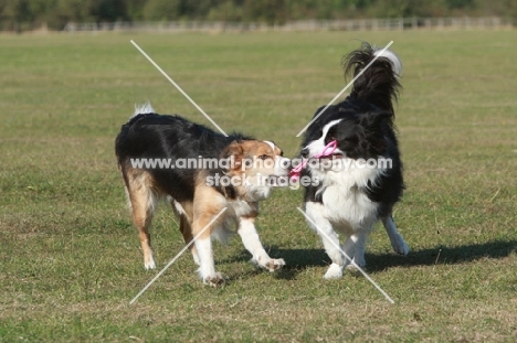 Border Collie playing with other dog