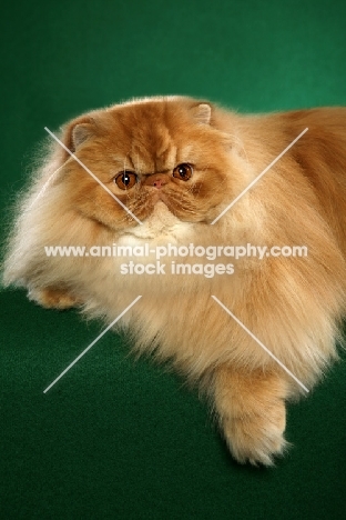 Persian cat on green background