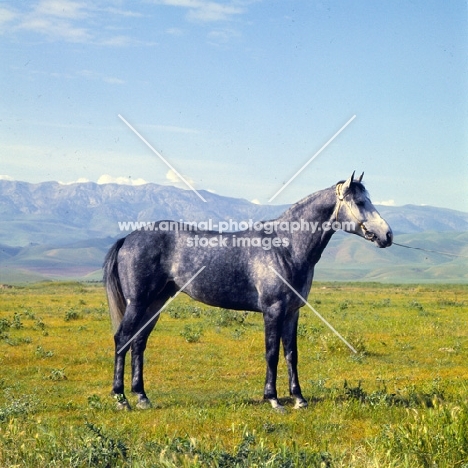 karabair stallion in uzbekistan