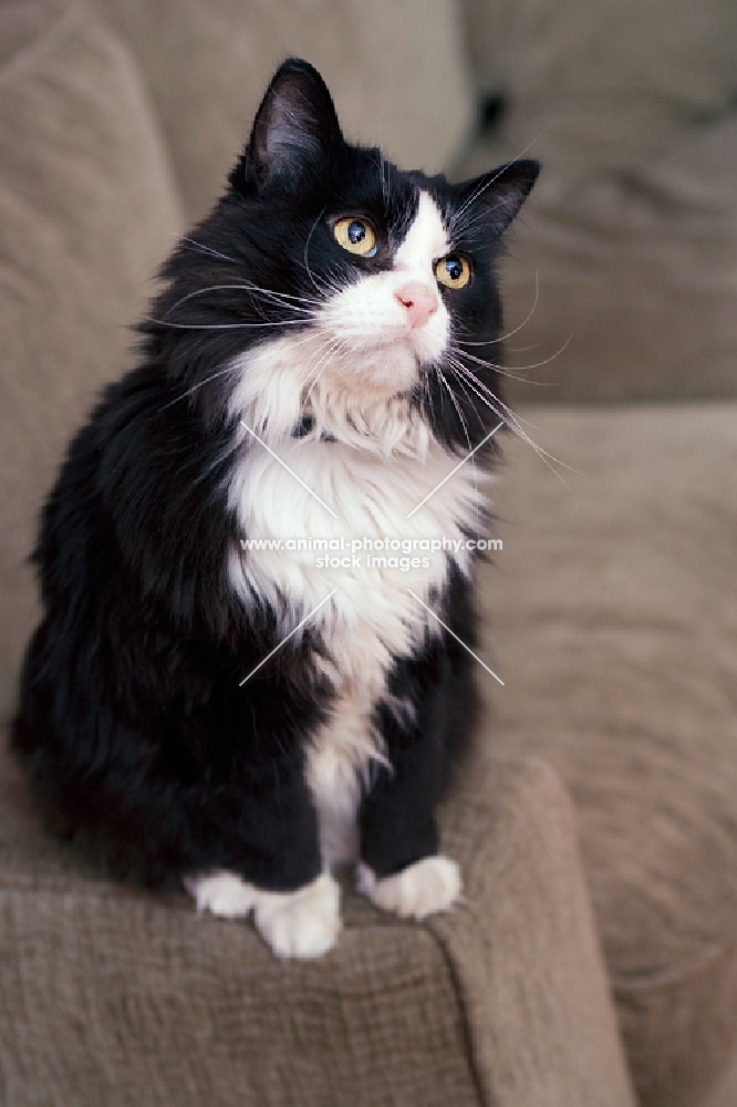 Black and white cat sitting on arm of brown sofa