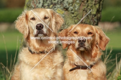 two Golden Retrievers together