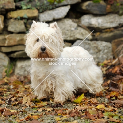 West Highland White (aka Westie, Poltalloch terrier, Roseneath terrier) on leaves