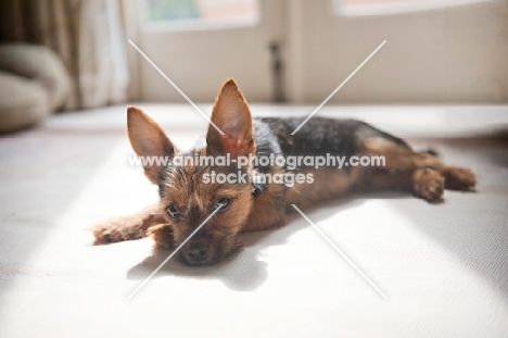 terrier mix lying in sunny spot