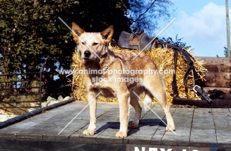 australian cattle dog on a trailer