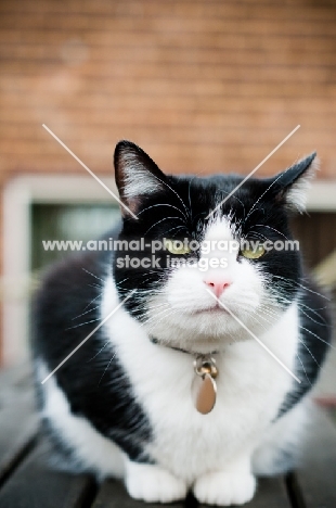 bi-coloured short haired cat on table