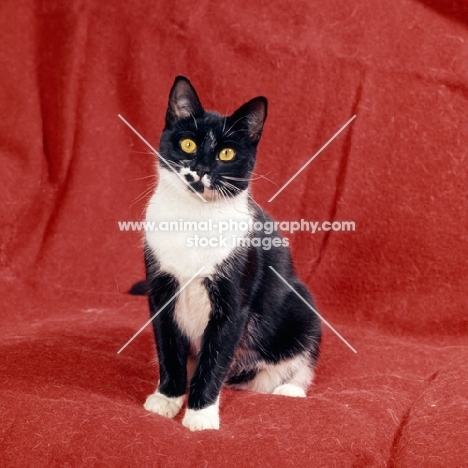 black and white cat sitting indoors