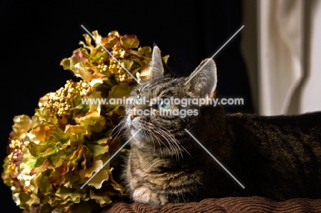 tabby cat lying down next to flowers