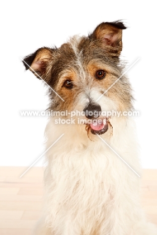 Mixed breed dog