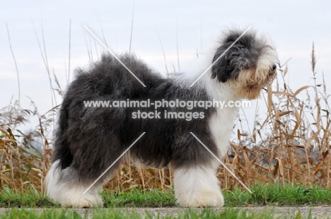 Old English Sheepdog