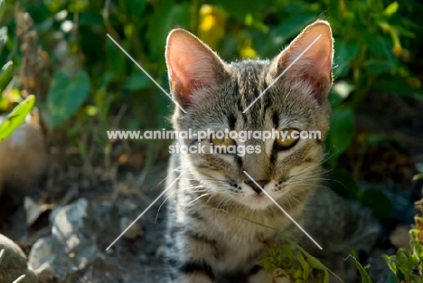 tabby kitten looking at camera