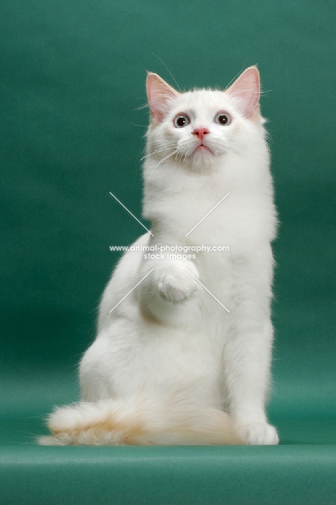 young male cream point bi-Colour Ragdoll, one leg up