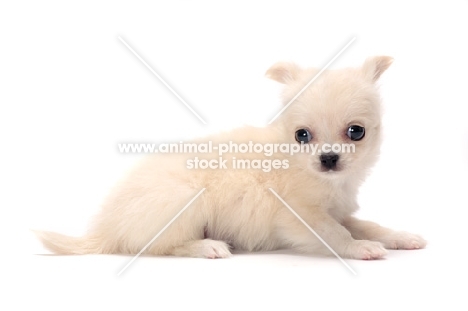 smooth coated Chihuahua puppy lying down