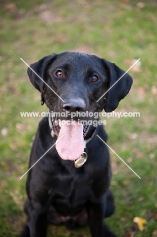 Black lab smiling with one ear up.